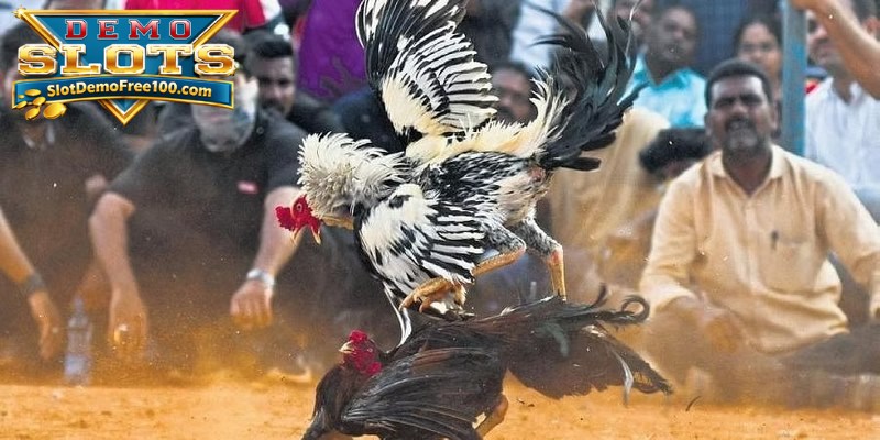 Demo Slot Sabung Ayam Ini adalah arena bermain unik yang menarik semua penjudi