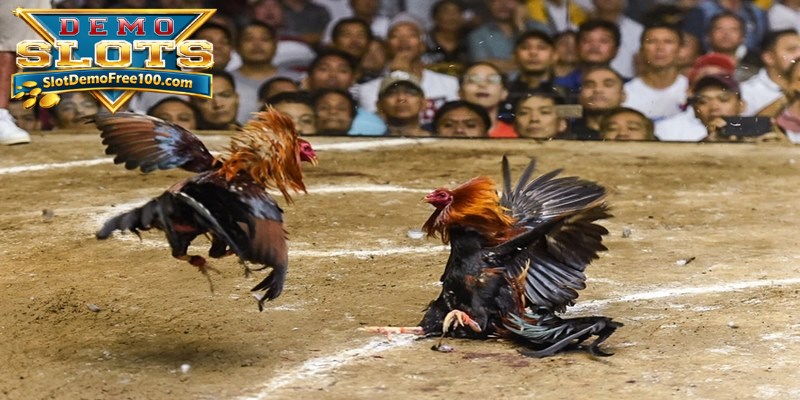 AOG adalah pemasok yang sangat dihormati di komunitas sabung ayam