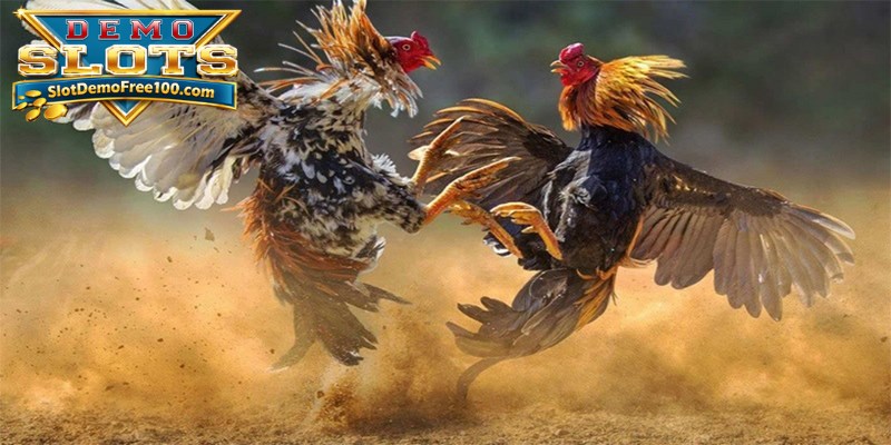 FTL mengharuskan pemain untuk bertaruh ayam mana yang akan tersingkir terlebih dahulu