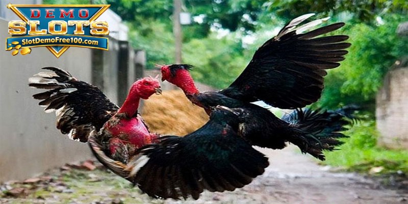 Sabung ayam menonjol di antara permainan yang ditawarkan oleh kasino online terkemuka.